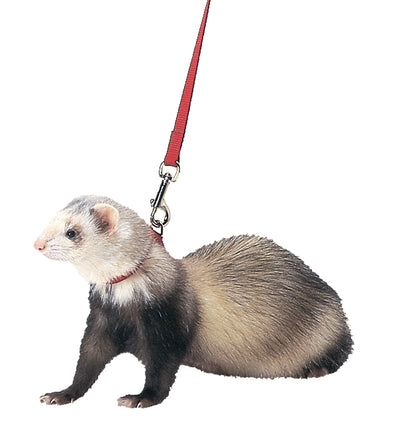 Marshall Ferret Harness And Lead