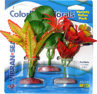 Color Burst Florals Plant Variety Pack