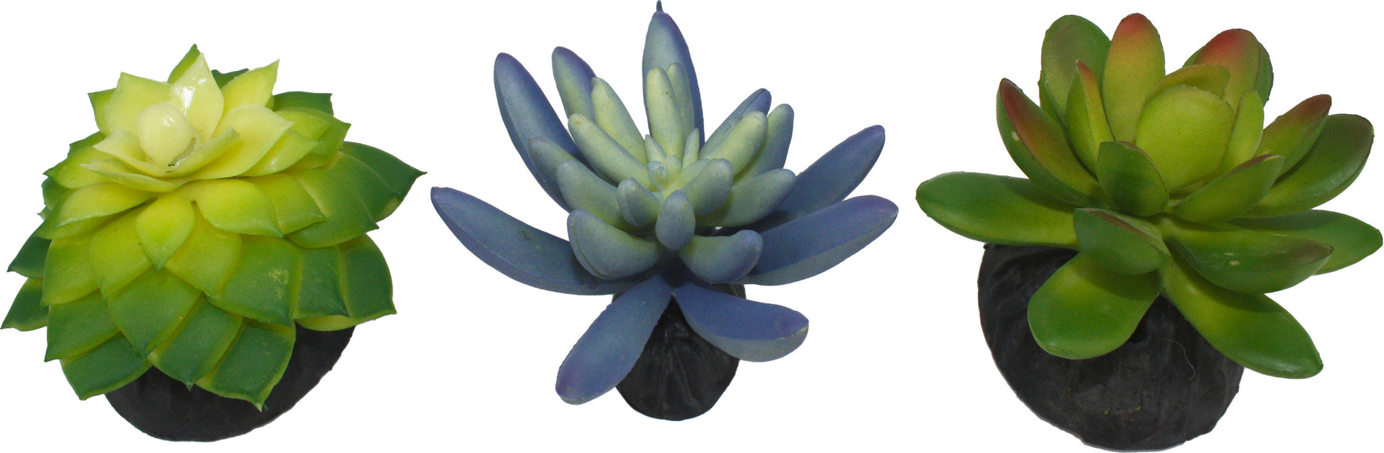 Komodo Succulent Plant