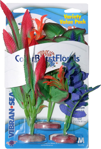 Color Burst Florals Plant Variety Pack