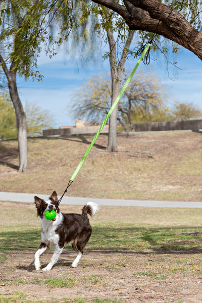 Jolly Pets Tree Tugger Bungee
