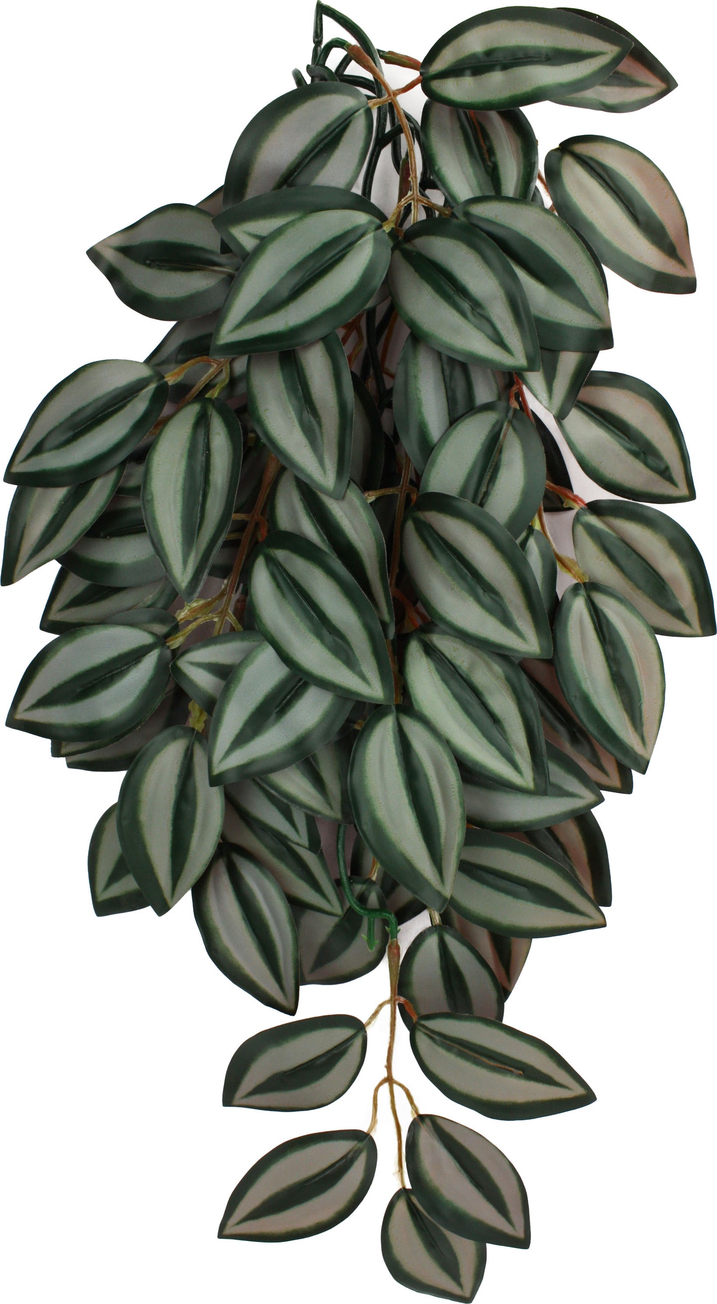 Komodo Zebrina Climbing Plant