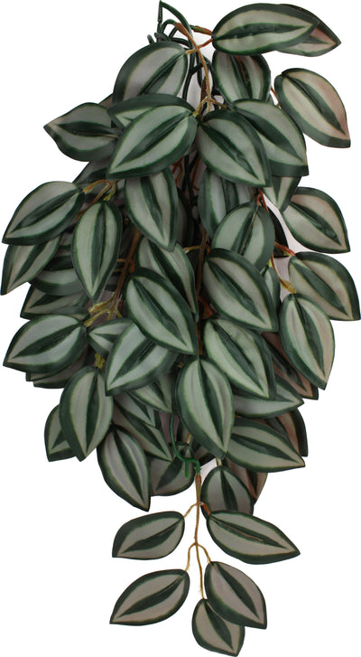 Komodo Zebrina Climbing Plant