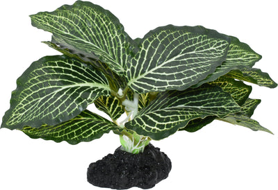 Komodo Standing Vein Plant