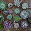 Espoma Organic Cactus Potting Soil Mix, Natural & Organic Soil for Cactus, Su...